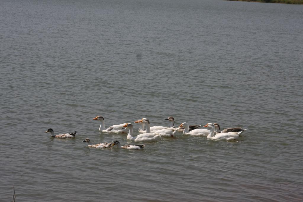 Juesta Lake Nahargarh Palace, Chittorgarh Pārsoli Exteriör bild